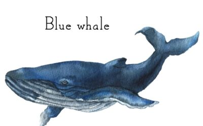 Adolescenti e Blue Whale, un gioco psicologico pericoloso: ecco le raccomandazioni del MOIGE